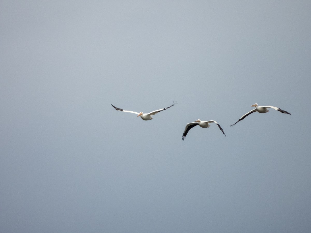 American White Pelican - ML629058589