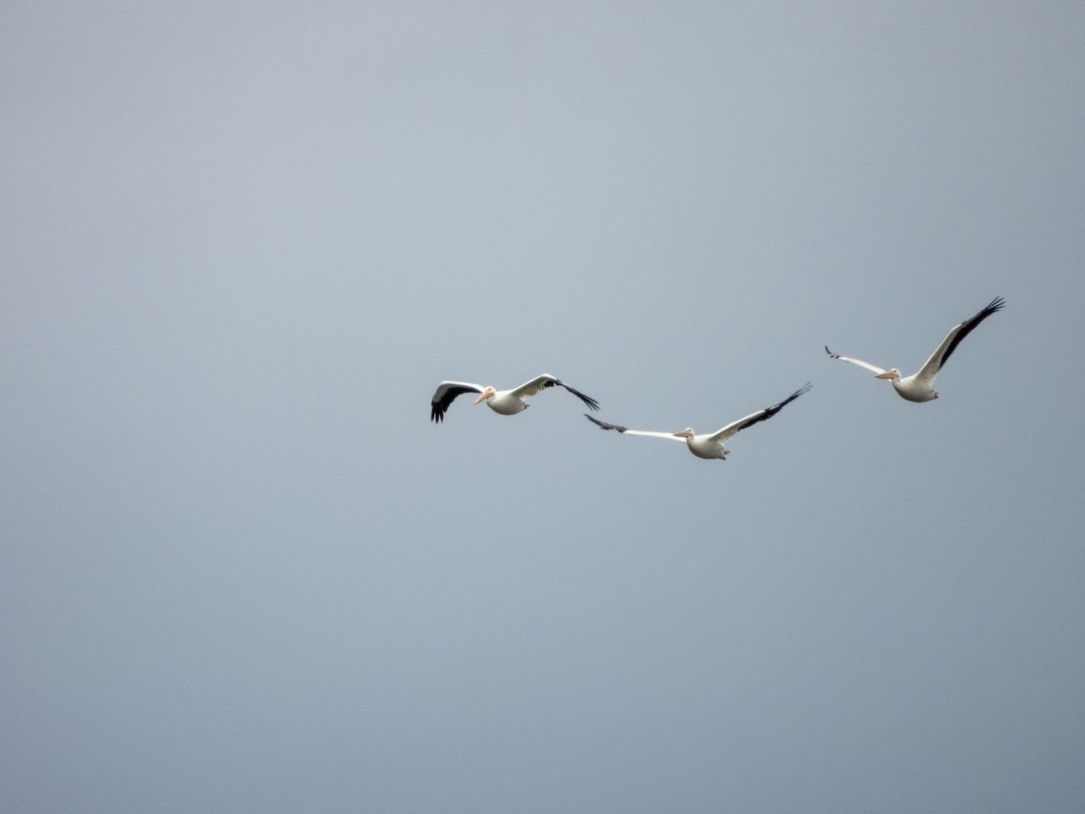American White Pelican - ML629058590