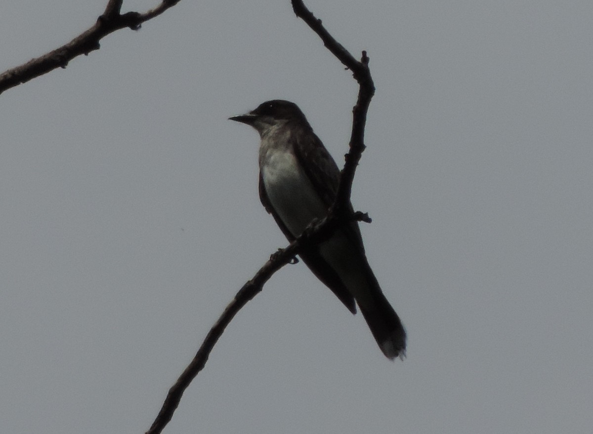 Eastern Kingbird - ML62905861