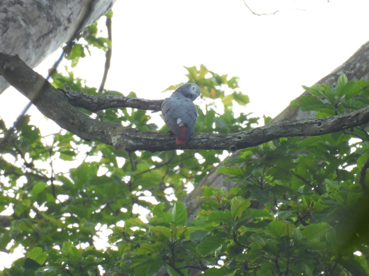 papoušek žako (ssp. erithacus) - ML629058622