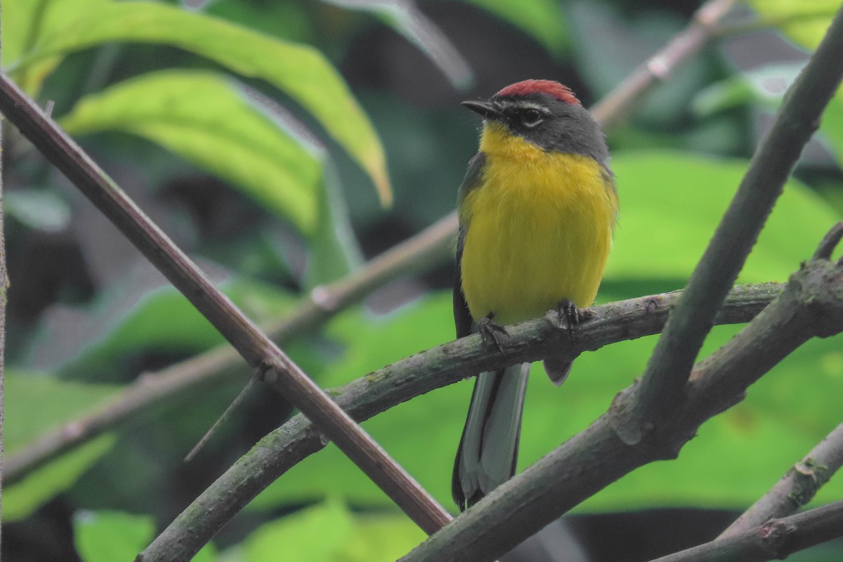 Brown-capped Redstart - ML629058656