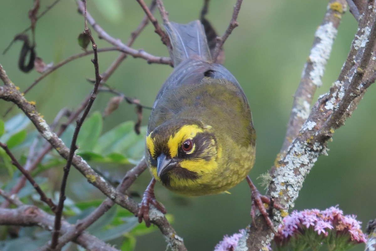 Yellow-striped Brushfinch - ML629058723