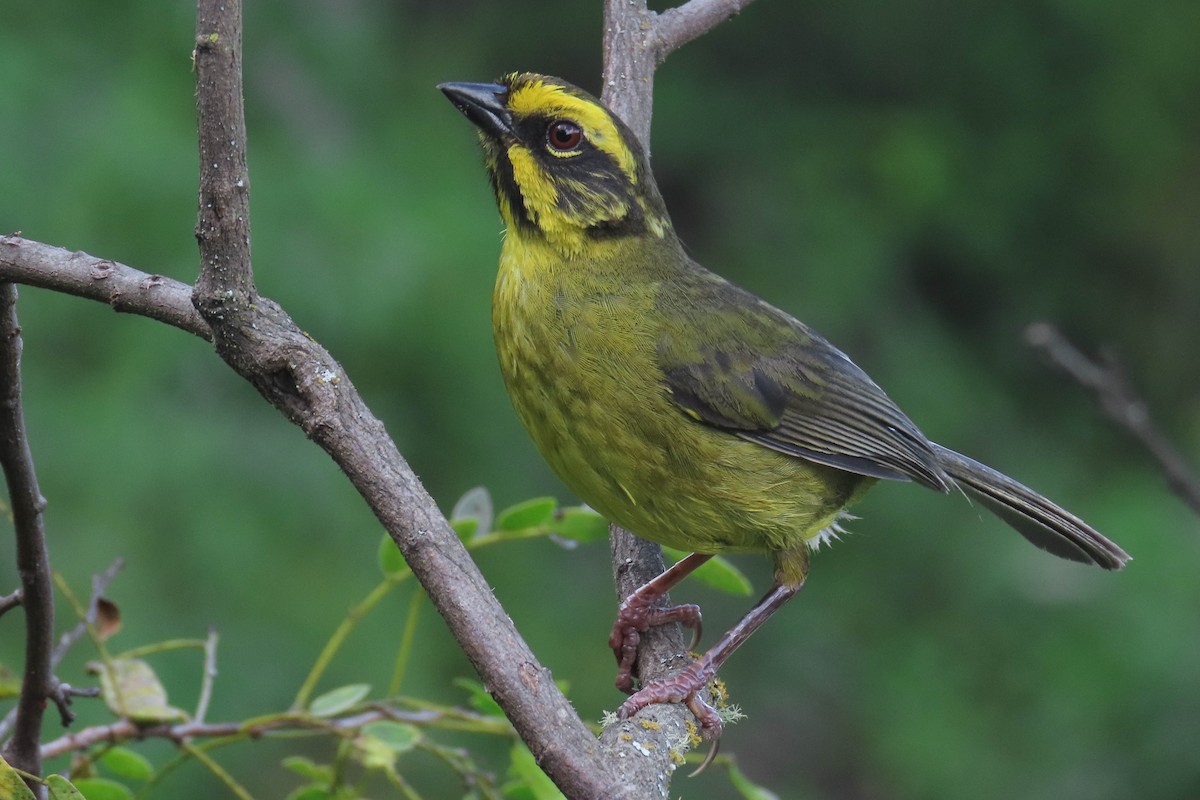 Yellow-striped Brushfinch - ML629058724