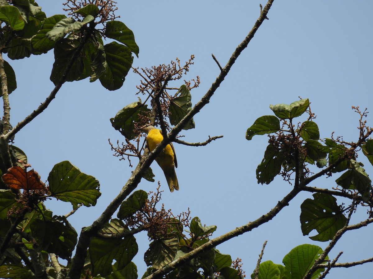 Purple-throated Cuckooshrike - ML629058769