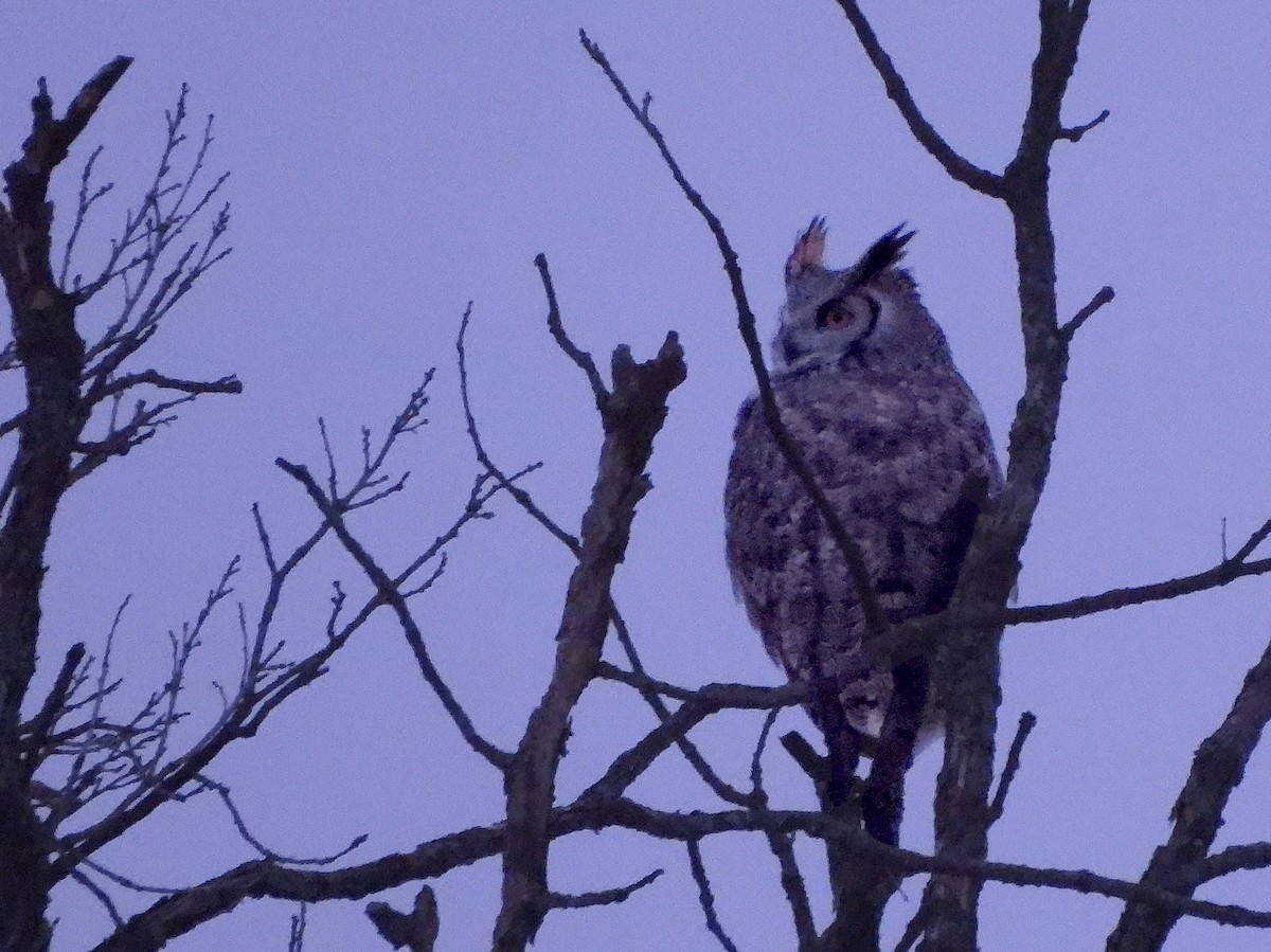 Great Horned Owl - ML629058770