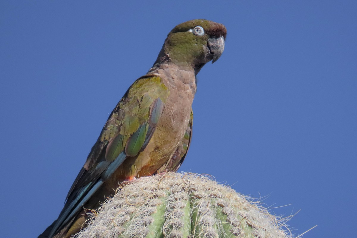 Burrowing Parakeet - ML629058797