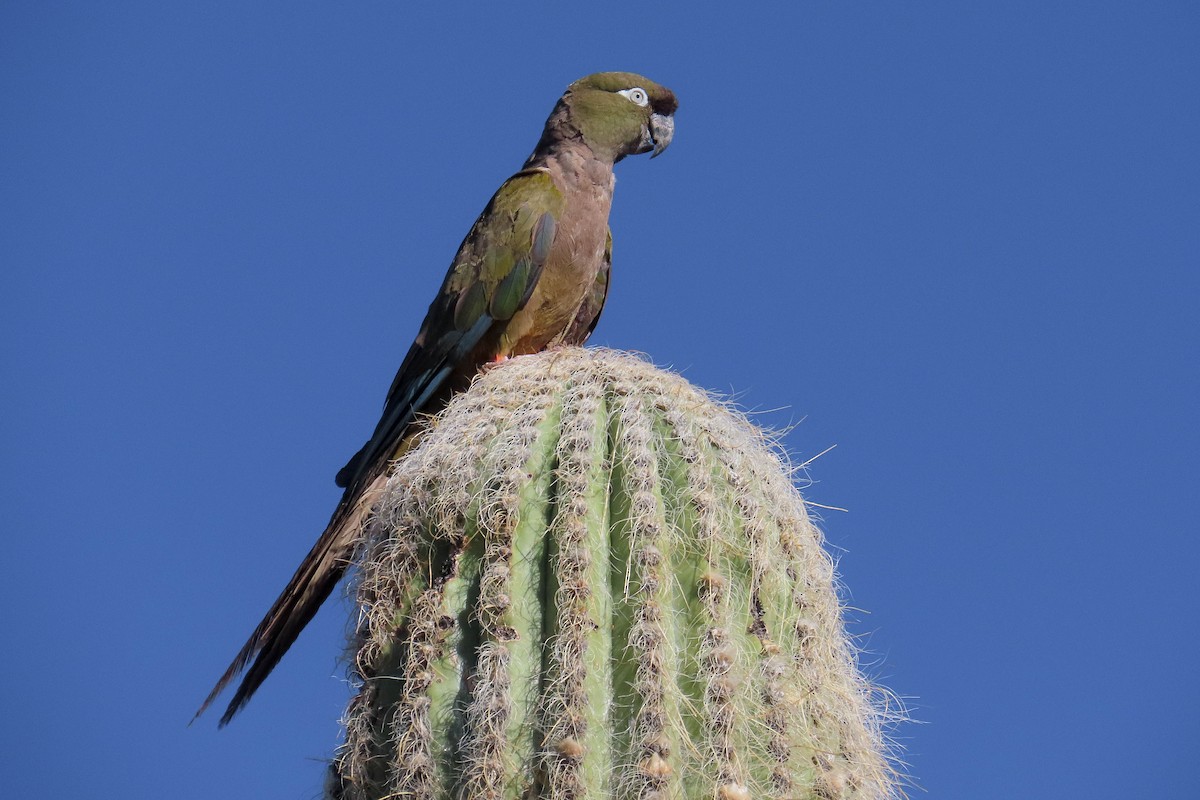 Burrowing Parakeet - ML629058798