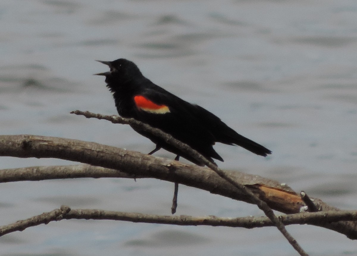 Red-winged Blackbird - ML62905891
