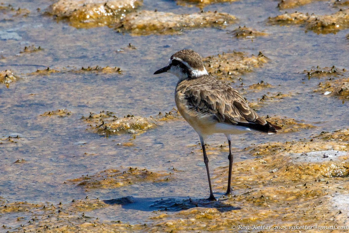 Kittlitz's Plover - ML629059153