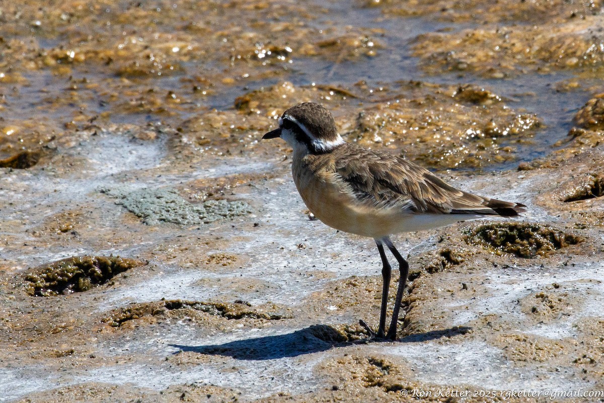 Kittlitz's Plover - ML629059154