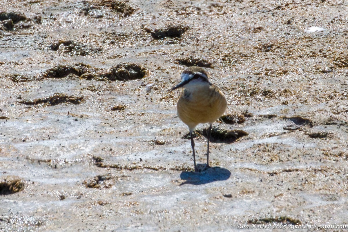 Kittlitz's Plover - ML629059202