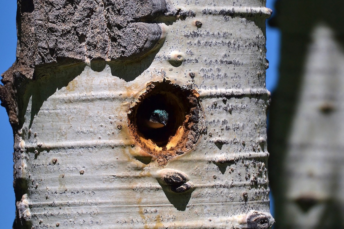 Tree Swallow - ML62905921