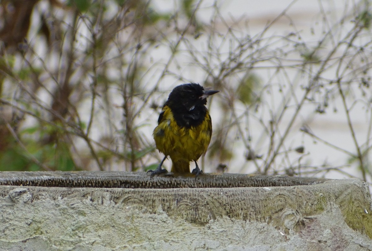 Scott's Oriole - ML629059276