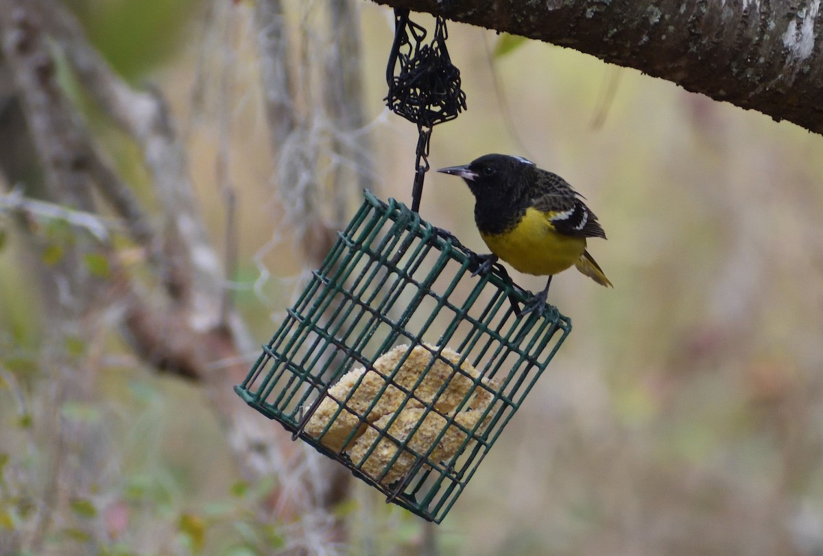 Scott's Oriole - ML629059277