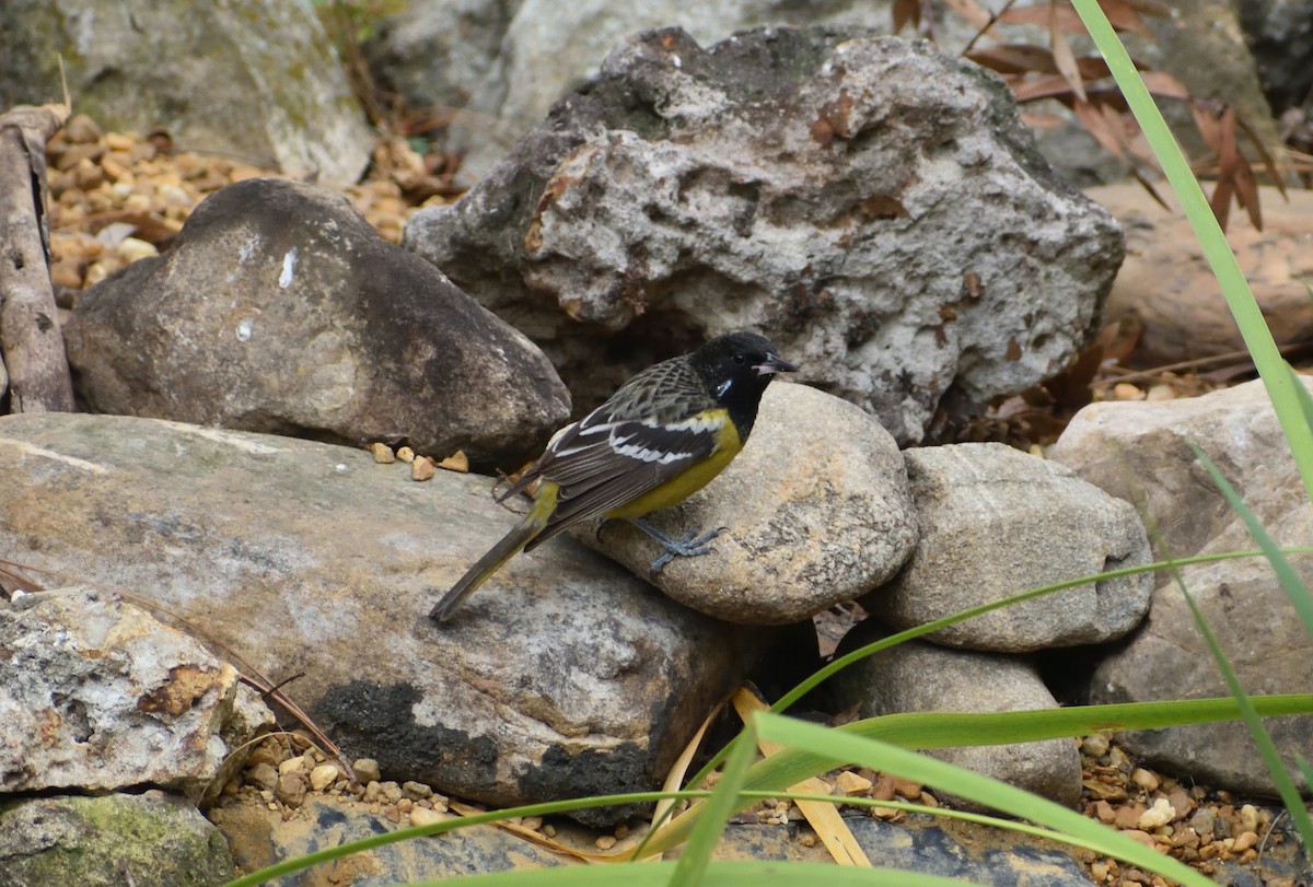 Scott's Oriole - ML629059279