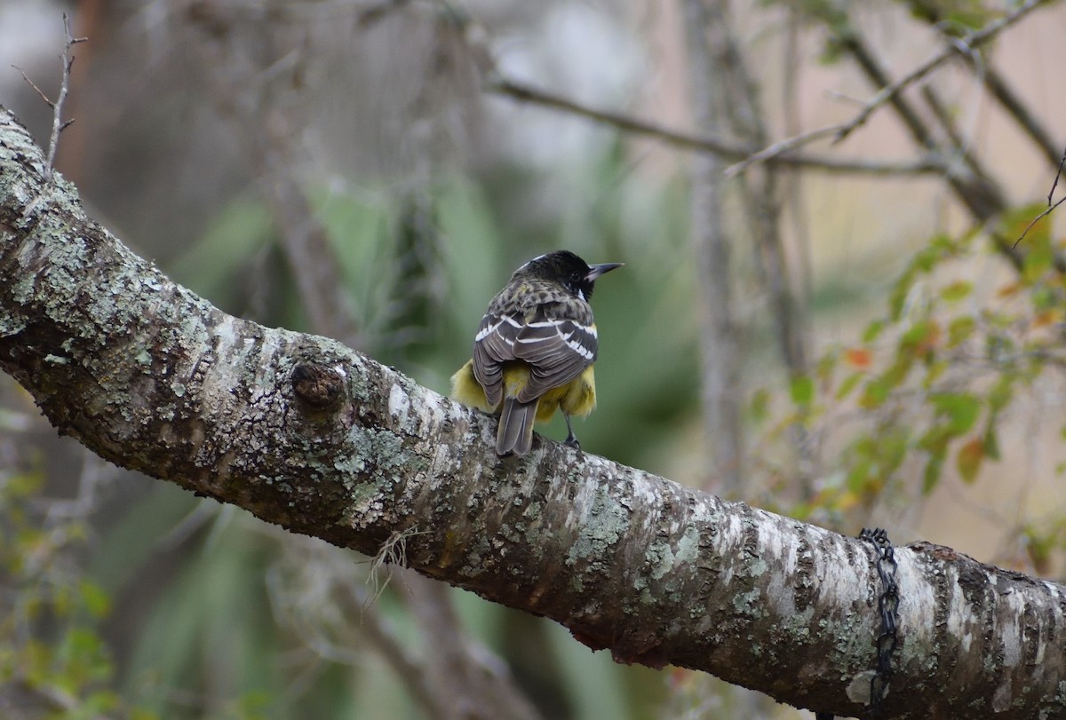 Scott's Oriole - ML629059280