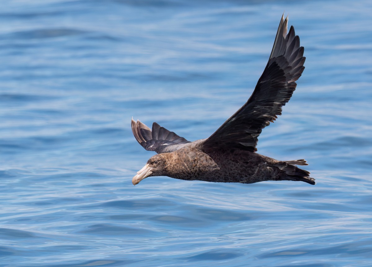 Southern Giant-Petrel - ML629059281