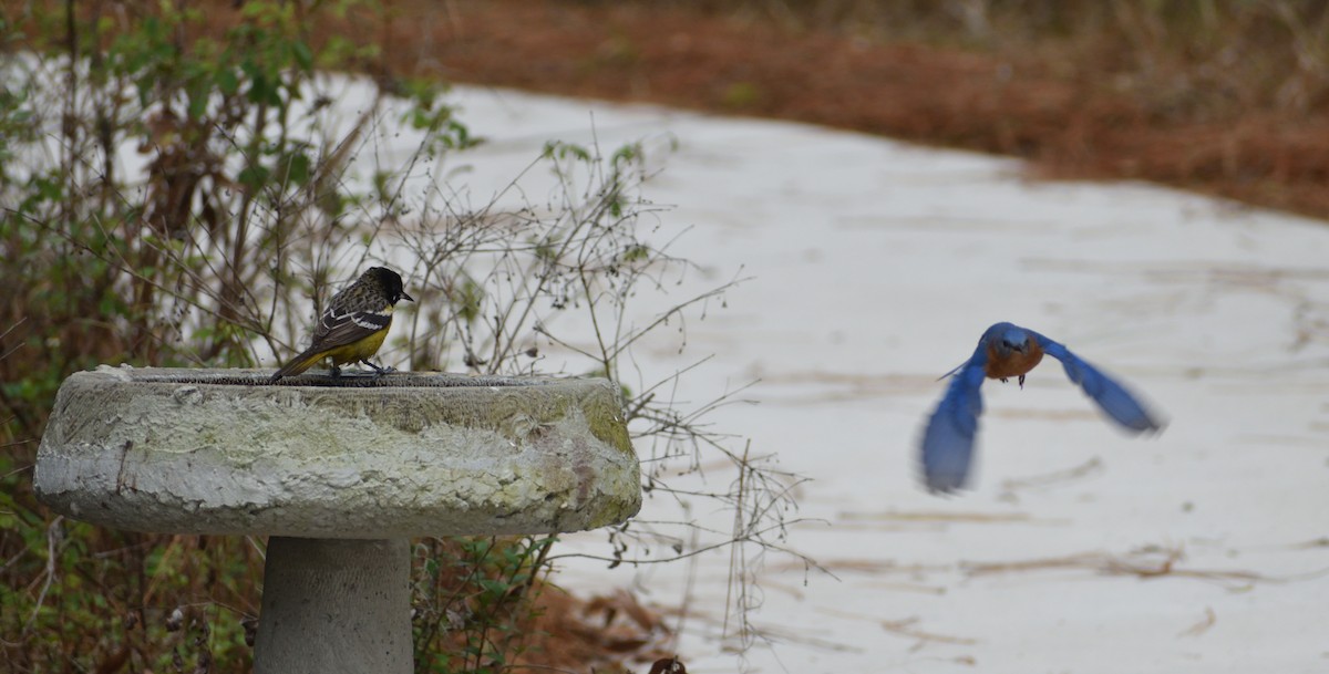 Scott's Oriole - ML629059282