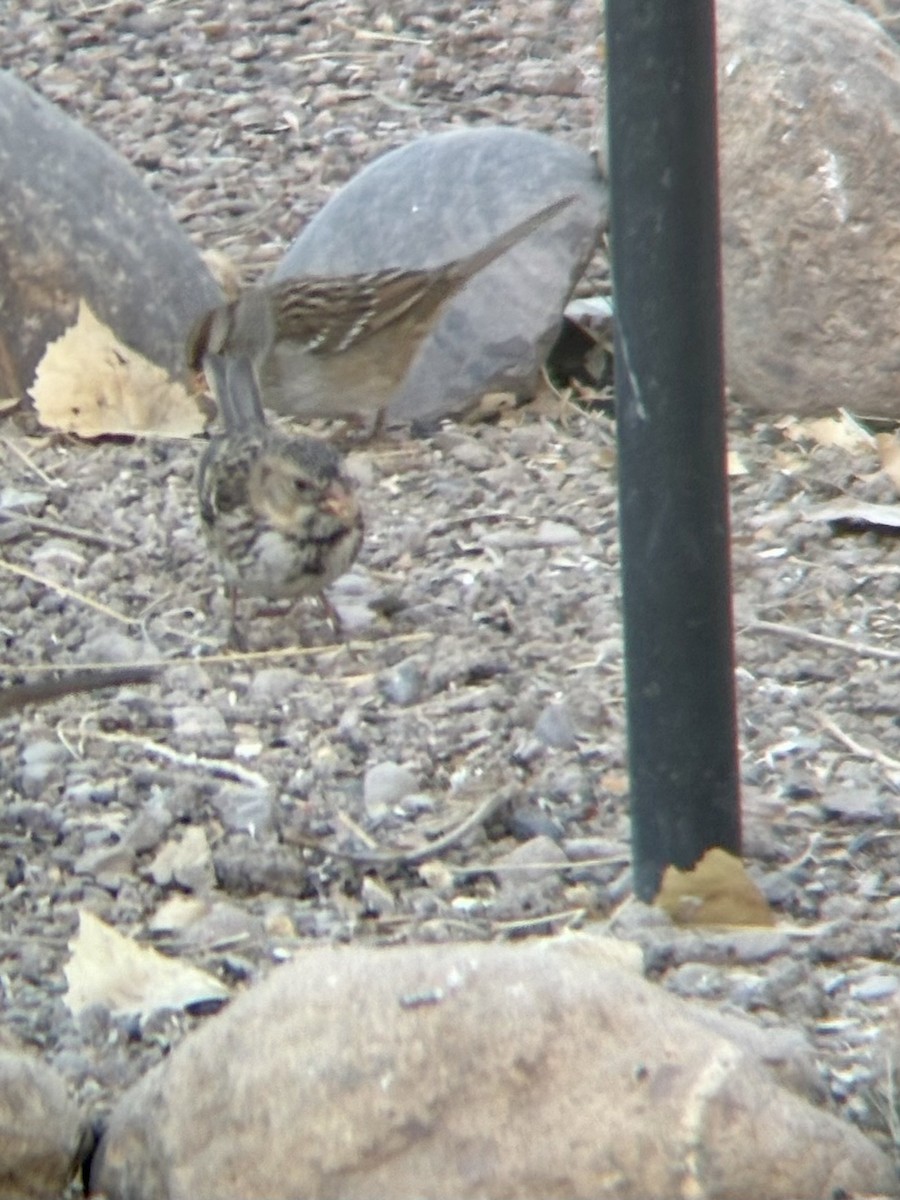 Harris's Sparrow - ML629059349