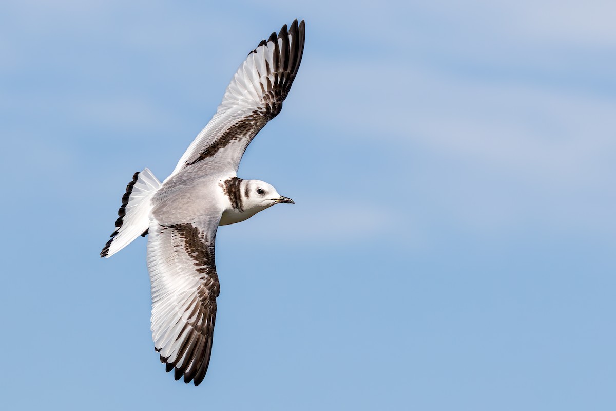 Black-legged Kittiwake - ML629059454