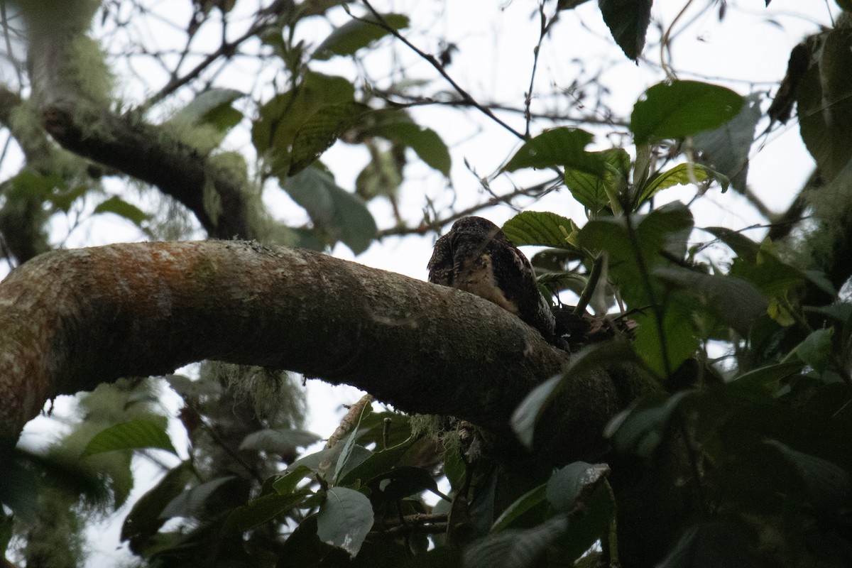 Rufous-bellied Nighthawk - ML629059510