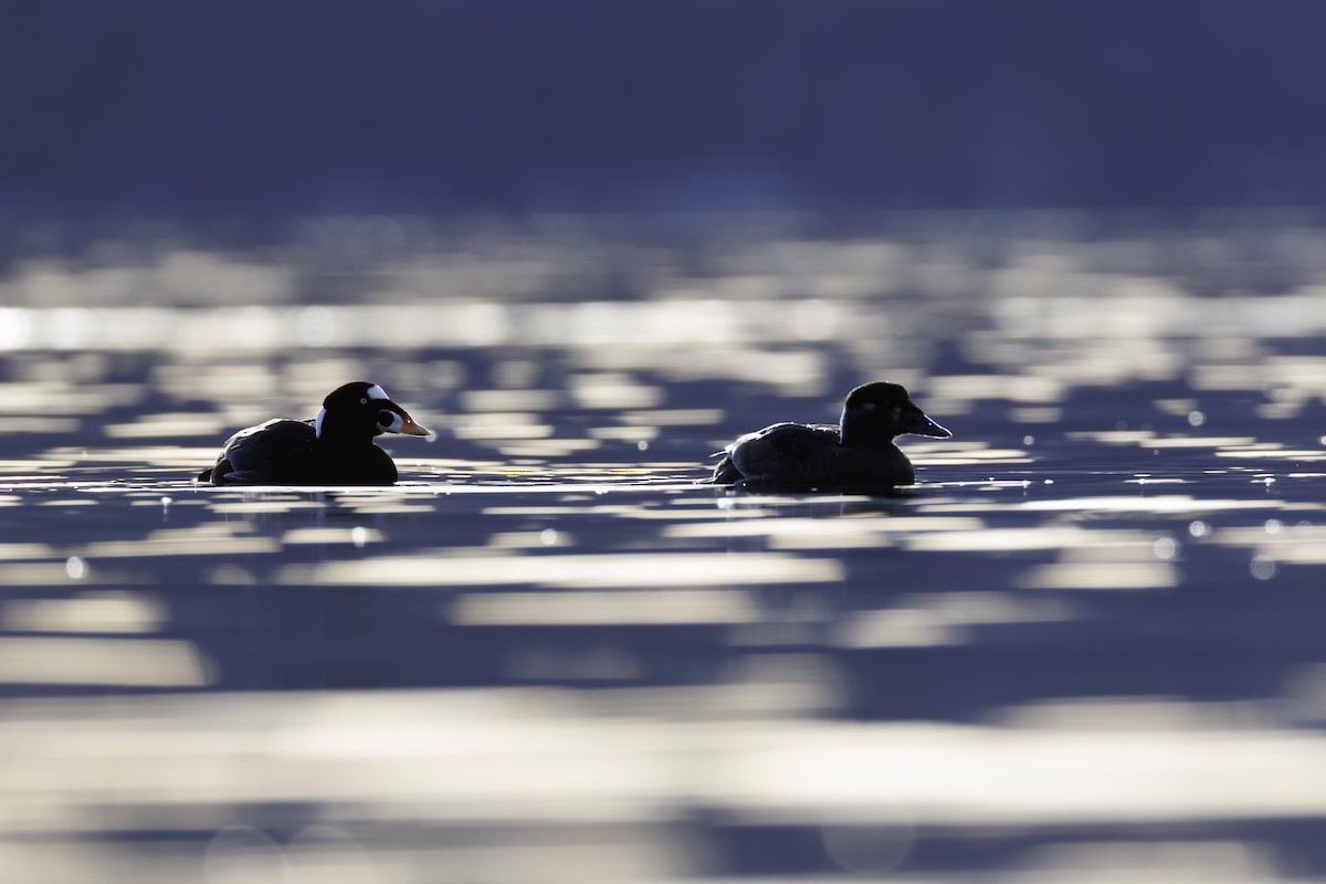 Surf Scoter - ML629059585
