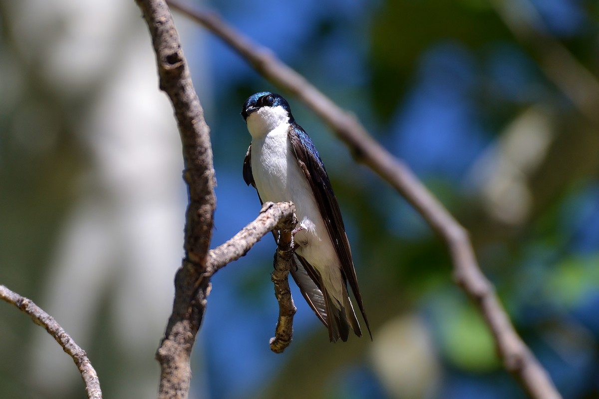 Golondrina Bicolor - ML62905971