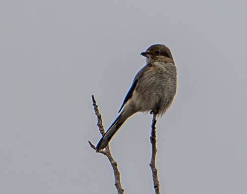 Northern Shrike - ML629059803