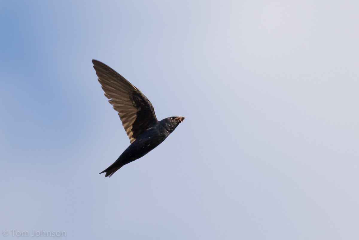 Purple Martin - ML62905981