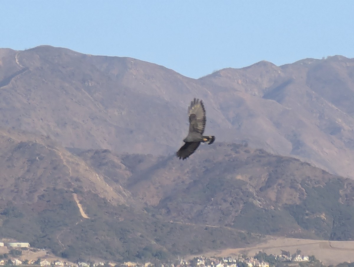 Zone-tailed Hawk - ML629059923