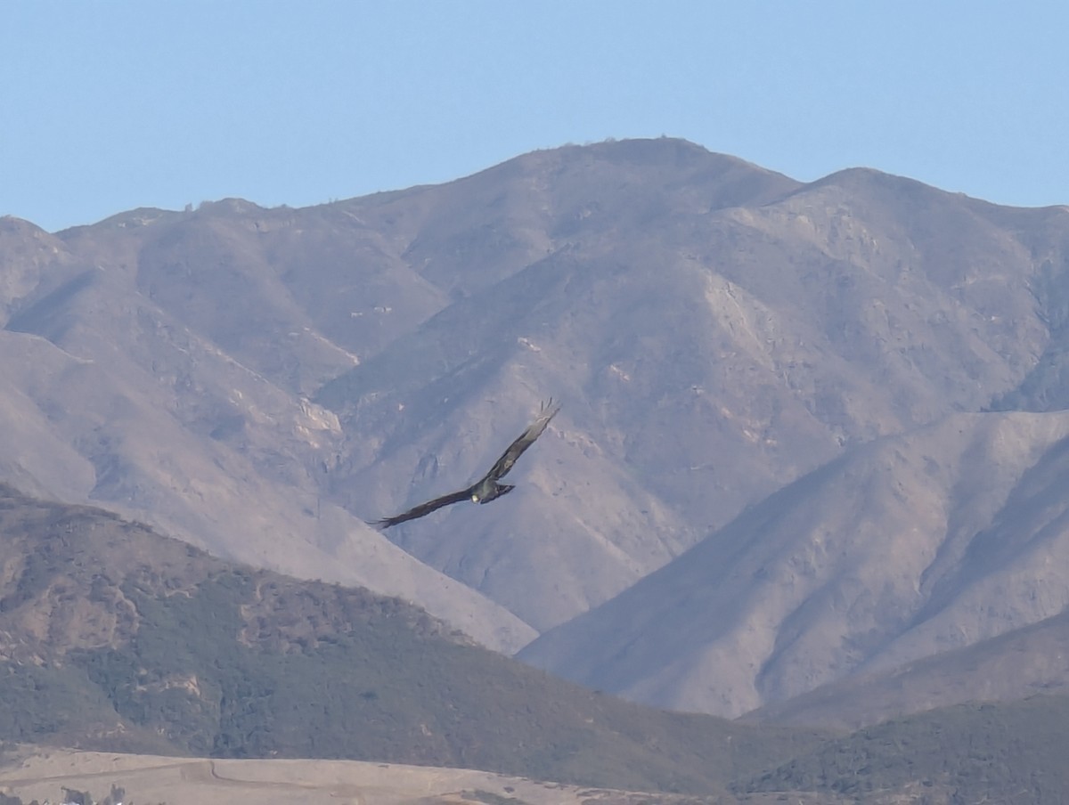 Zone-tailed Hawk - ML629059924