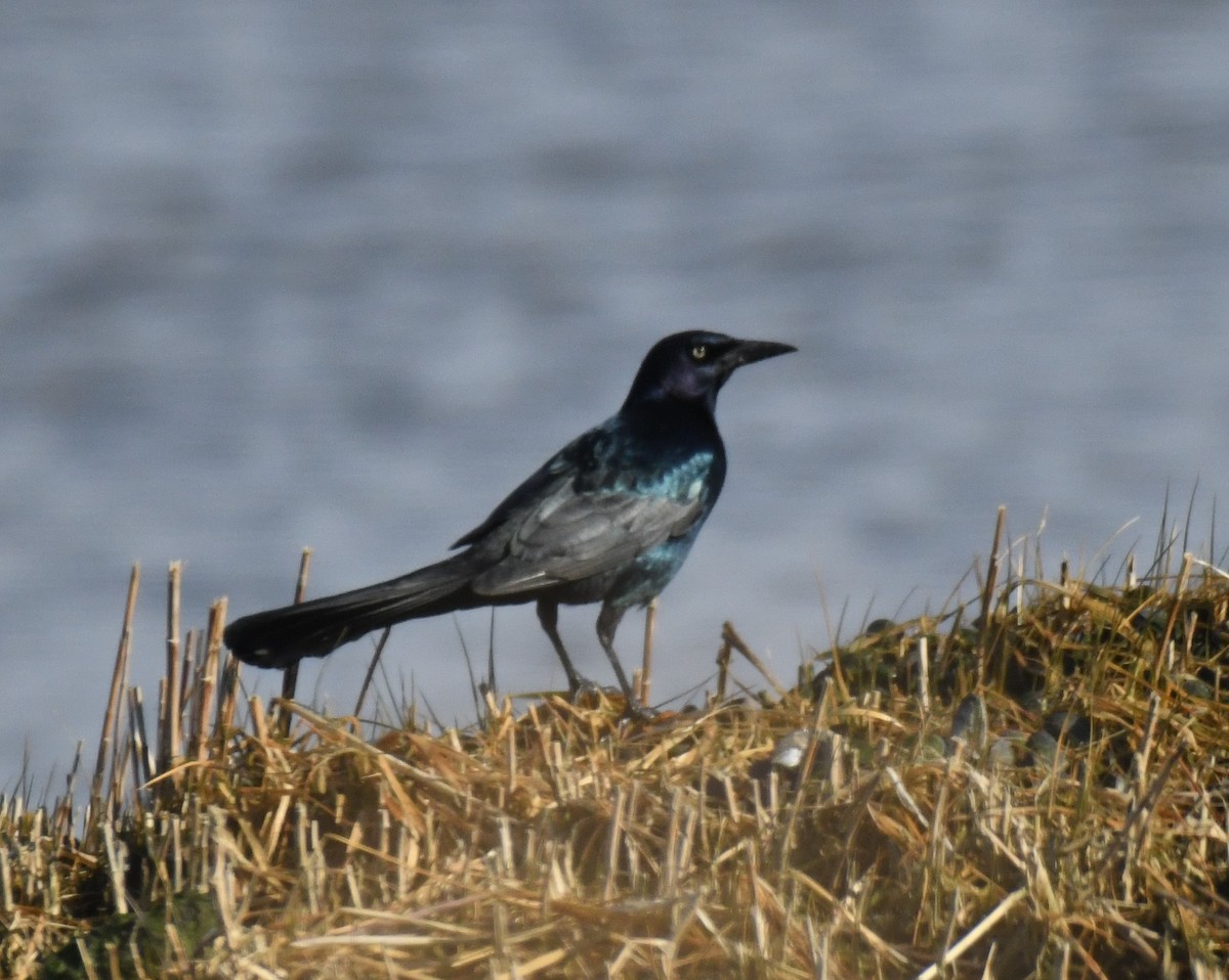 Boat-tailed Grackle - ML629059989