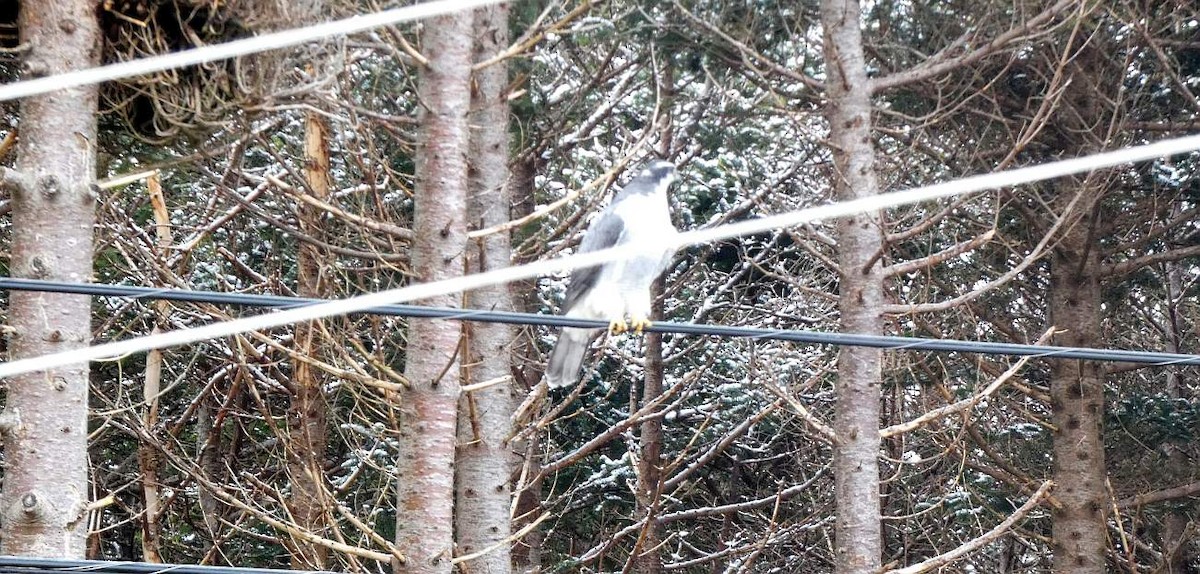 American Goshawk - ML629060083