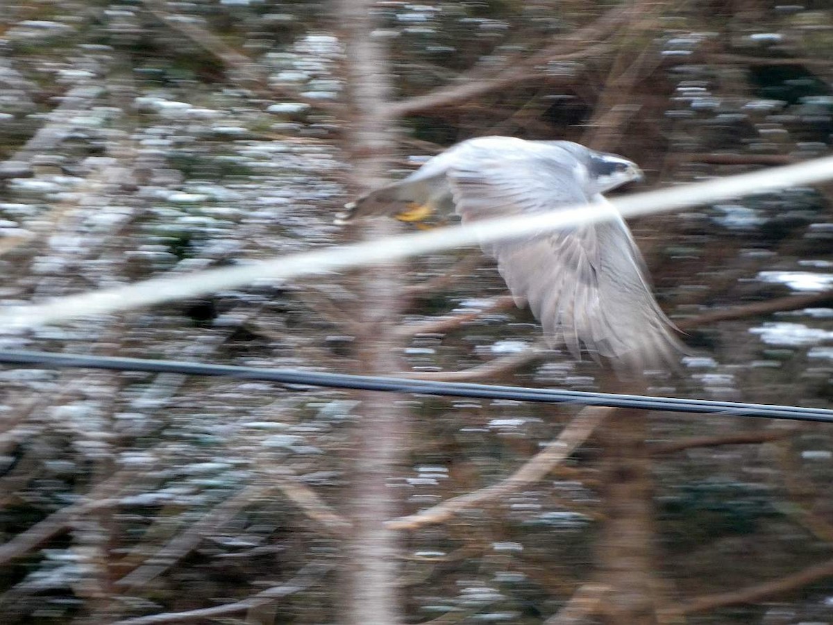 American Goshawk - ML629060084