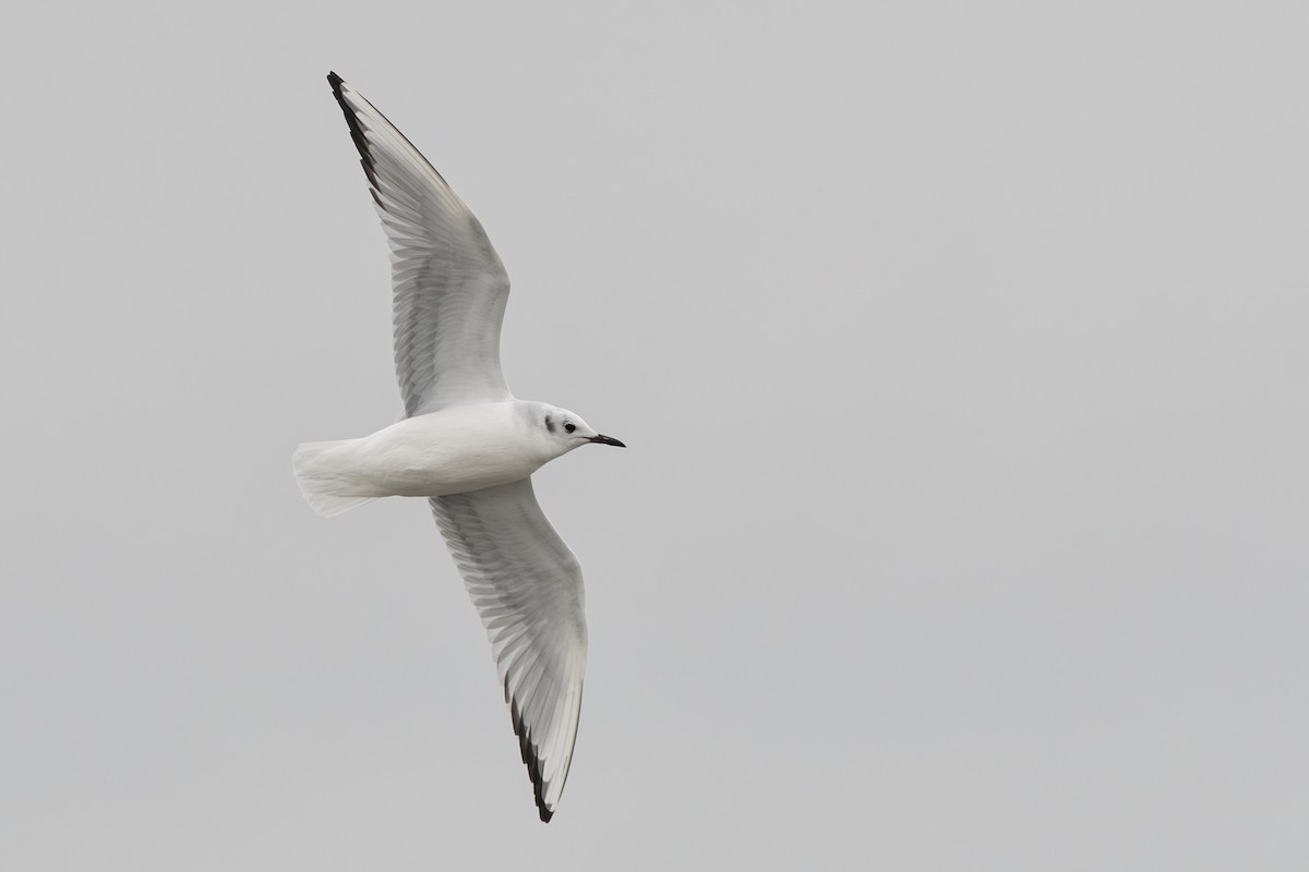 Bonaparte's Gull - ML629060133