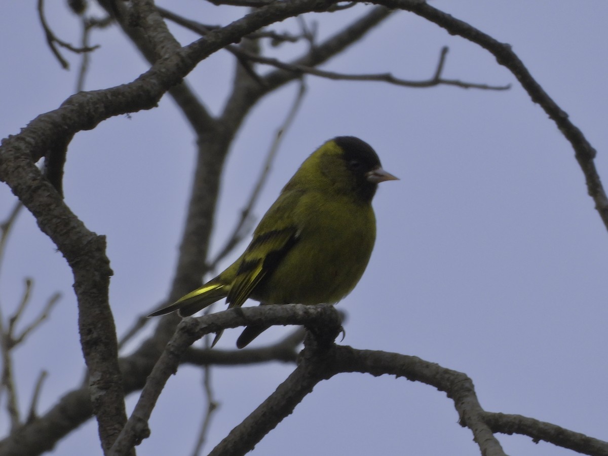 Black-capped Siskin - ML629060144