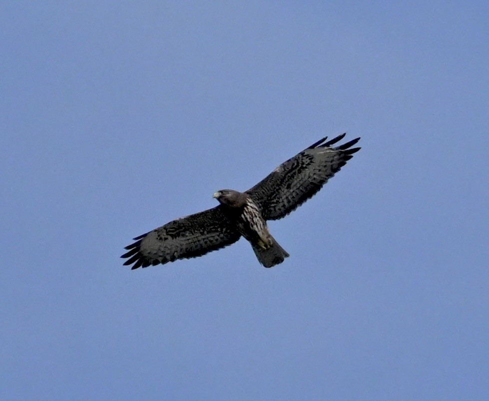 Short-tailed Hawk - ML629060205