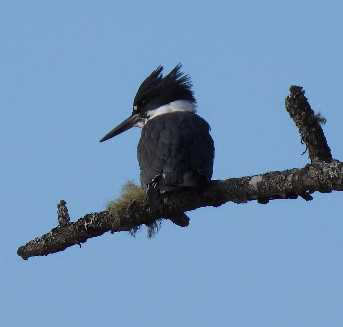 Belted Kingfisher - ML629060249