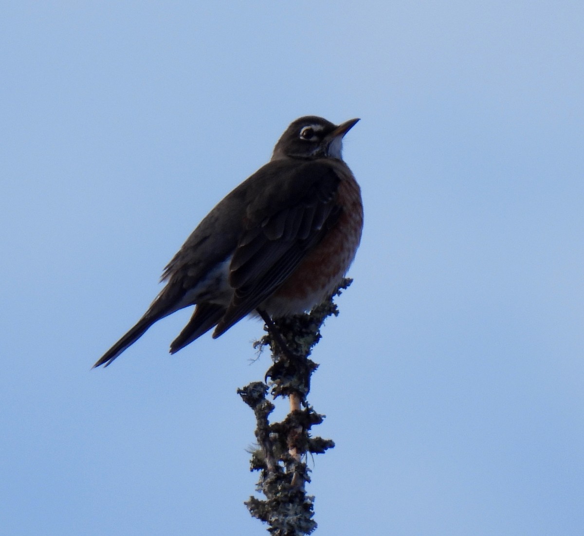 American Robin - ML629060256