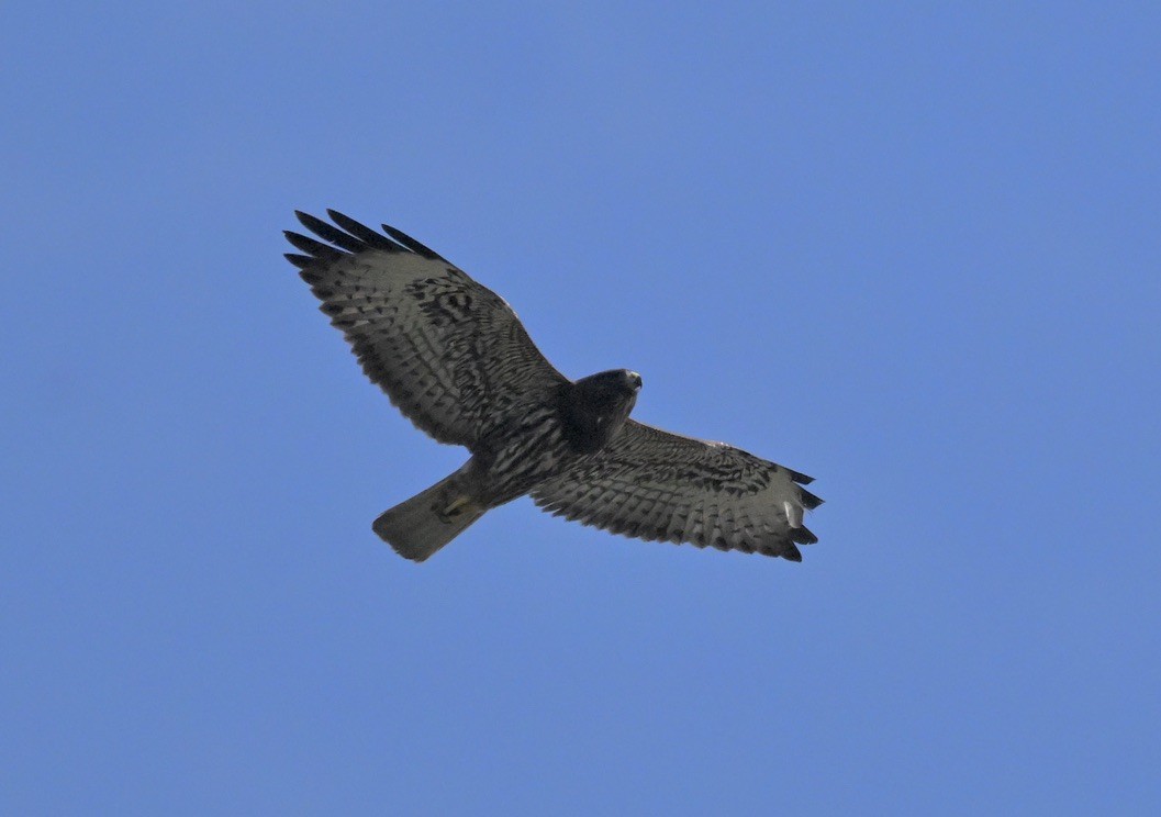 Short-tailed Hawk - ML629060259