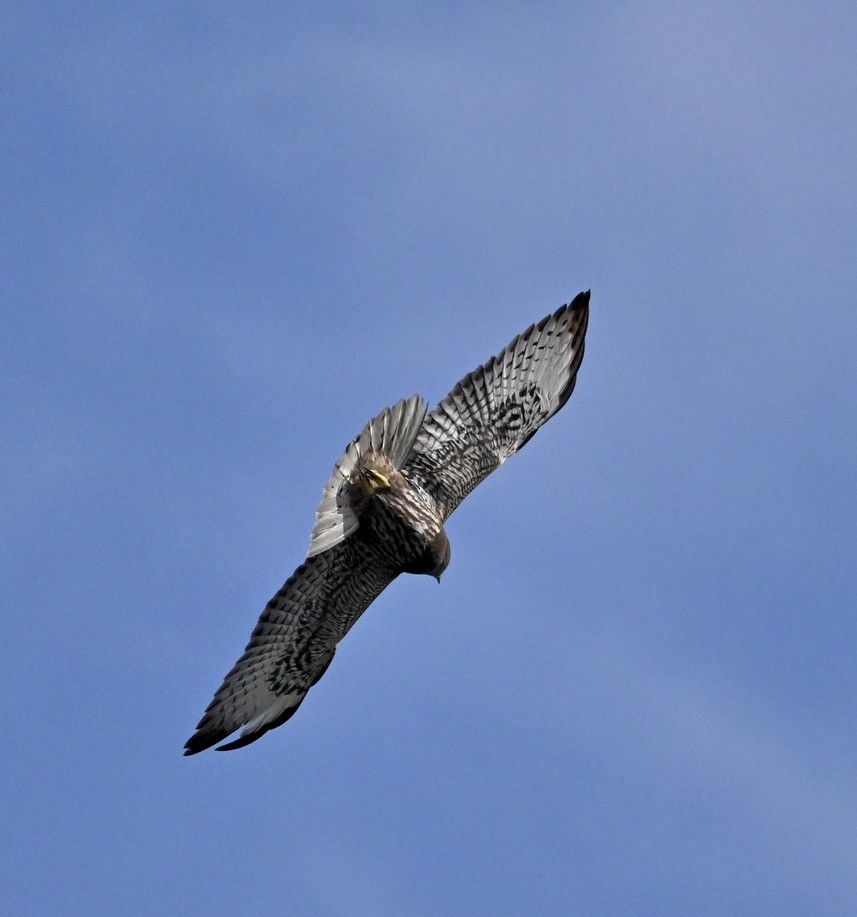 Short-tailed Hawk - ML629060281