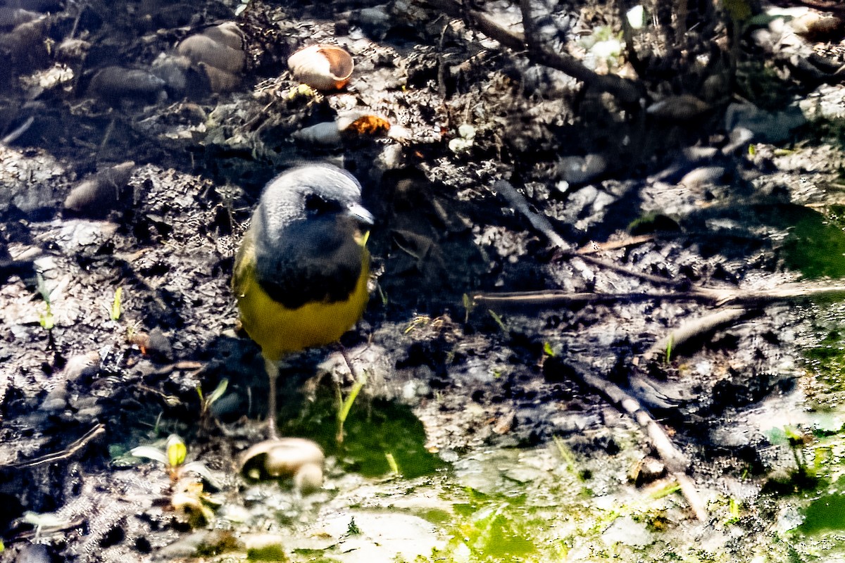 Graukopf-Waldsänger - ML629060410