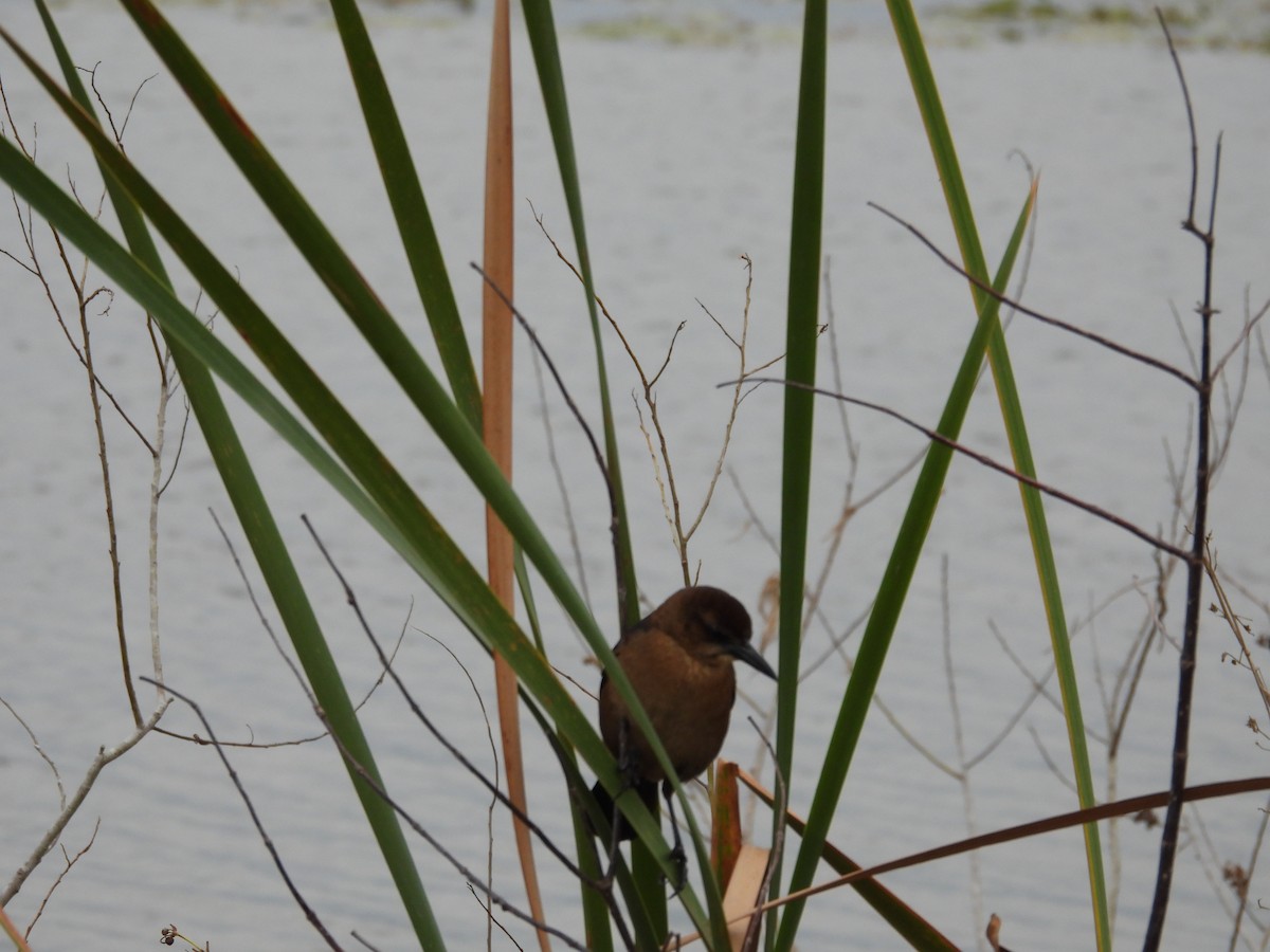 Boat-tailed Grackle - ML629060419