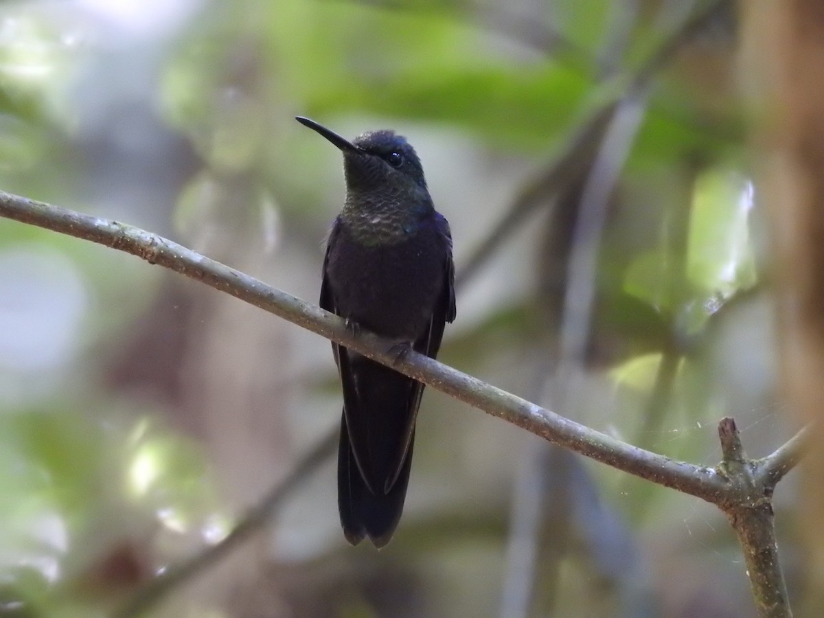 Zafiro Golondrina - ML629060682