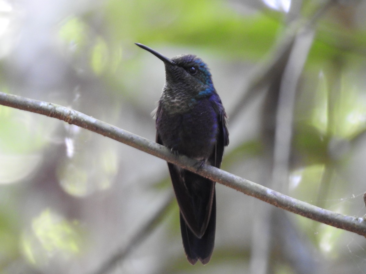 Zafiro Golondrina - ML629060685