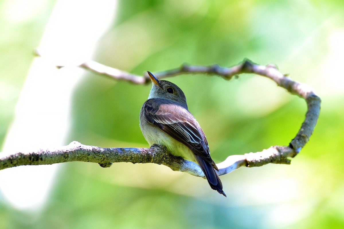 Western Wood-Pewee - ML62906071