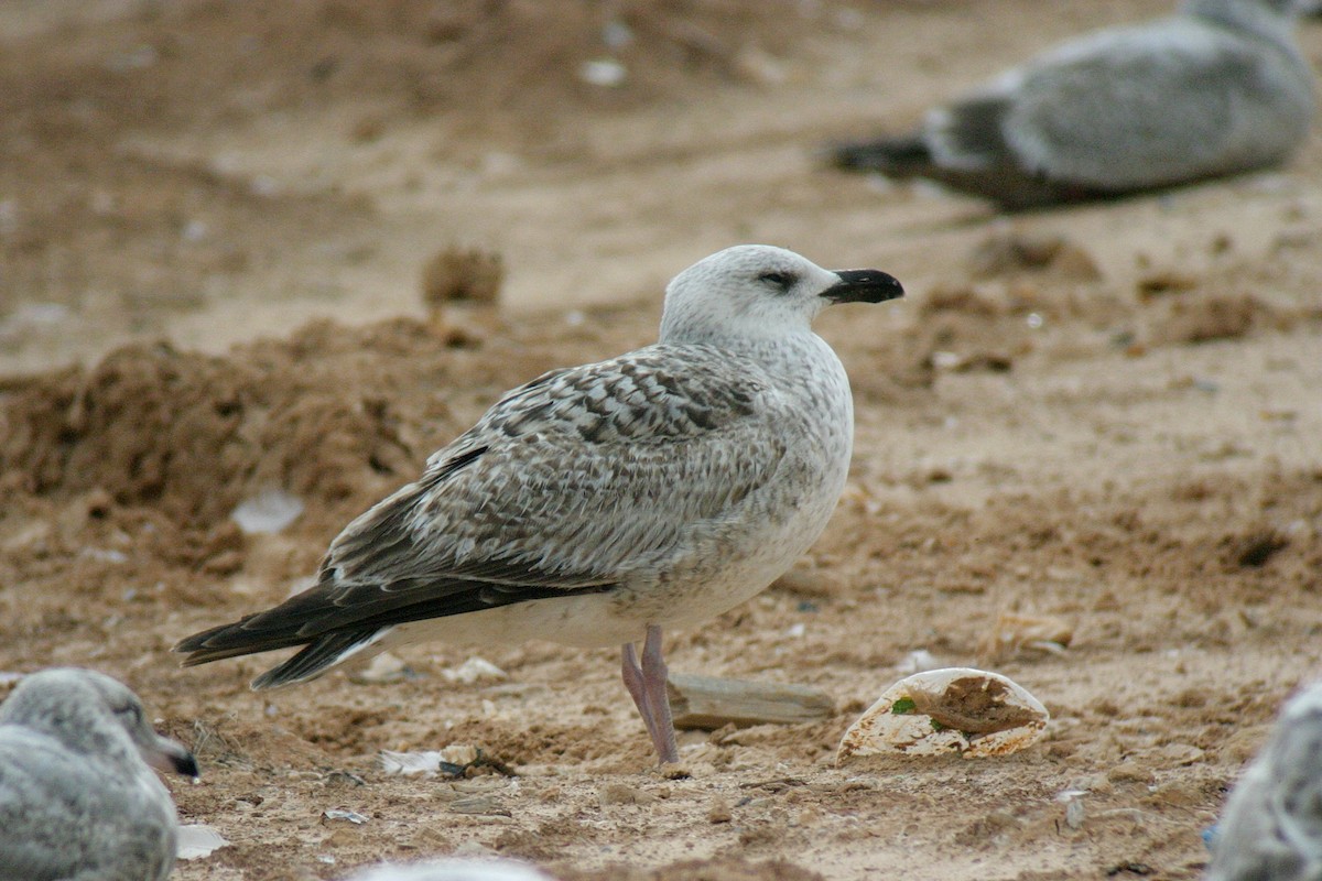 Great Black-backed Gull - ML629060815