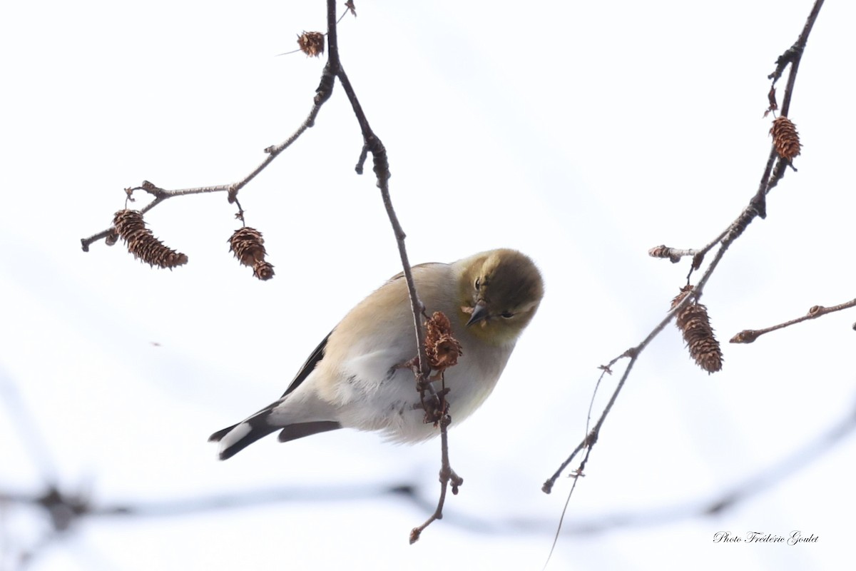 American Goldfinch - ML629060961