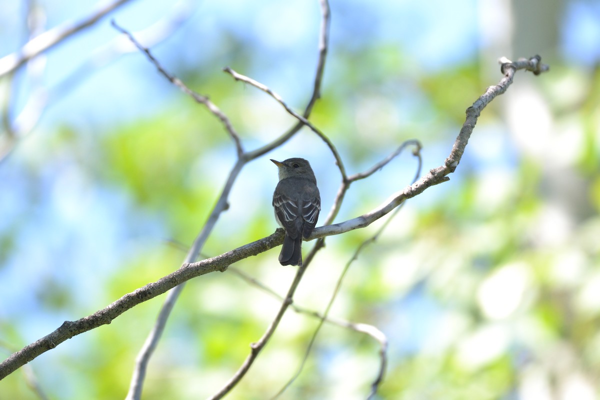 Western Wood-Pewee - ML62906101