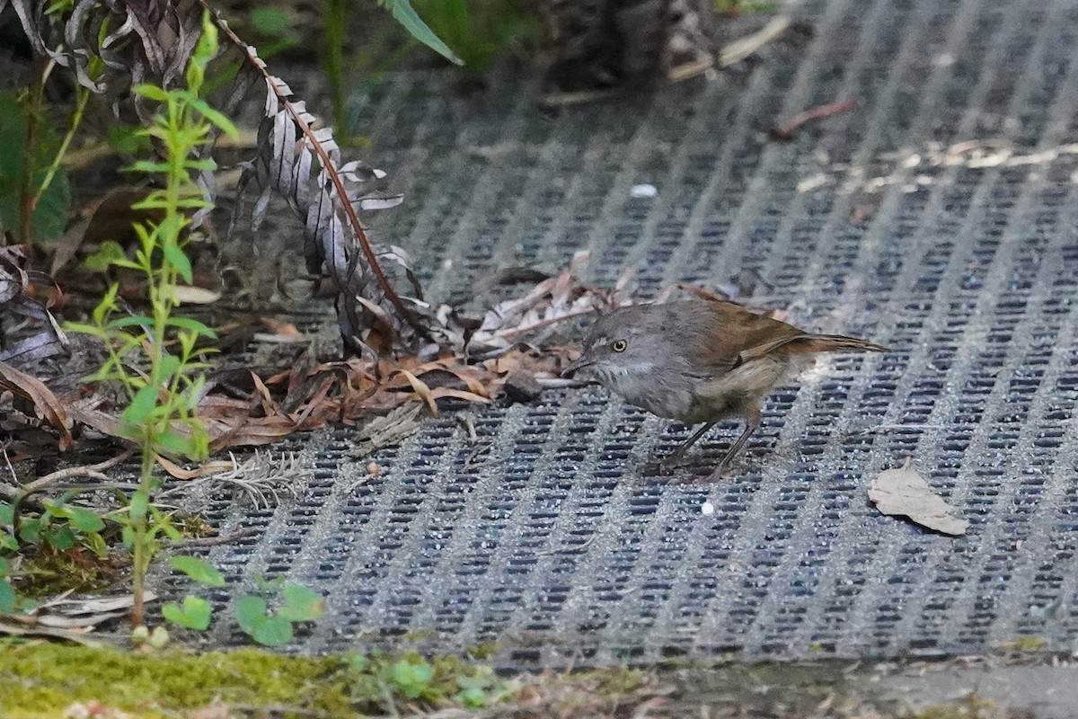 White-browed Scrubwren - ML629061024